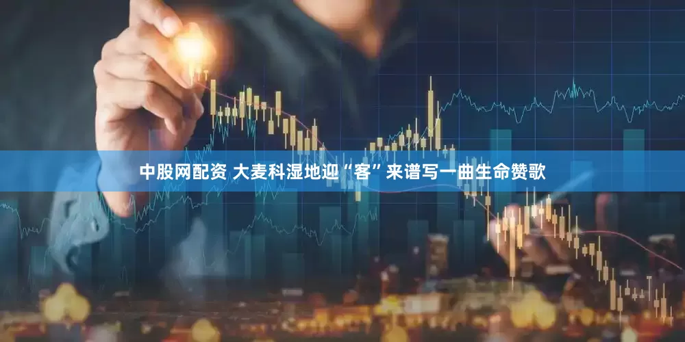 中股网配资 大麦科湿地迎“客”来谱写一曲生命赞歌
